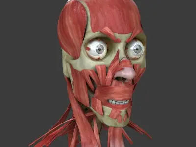 Human Face Muscle Anatomy Medical Edition 3D model
