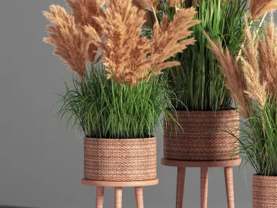 Indoor Plant Set 49  pampas 3D model