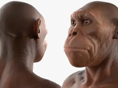  Scientific Replica of Australopithecus Female 