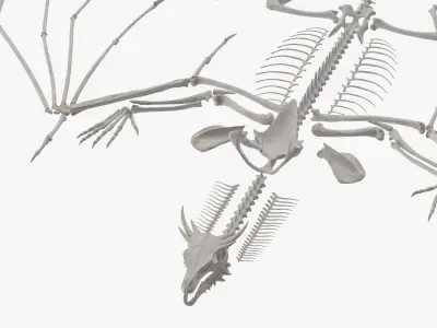  Dragon Skeleton in Unfolded State 