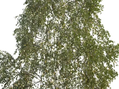 Betula pendula 201SU 3D model