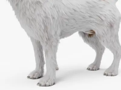  Jack Russell Terrier 