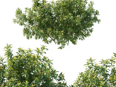 Pieris Floribunda bush 02 3D model