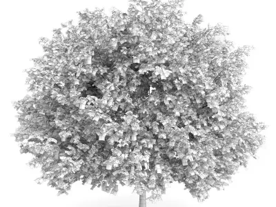 Maidenhair Tree Ginkgo biloba 3D model