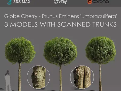 Globe Cherry Prunus Eminens Umbraculifera - 3 unique 3D models 3D model