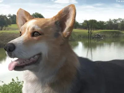  Tricolor Welsh Corgi Pembroke Standing Pose Fur for Maya 