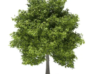 Avocado Tree with Fruits 3D model