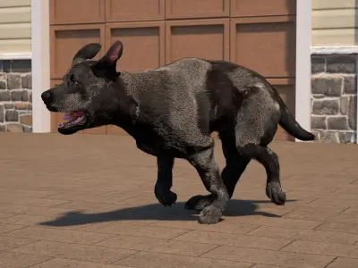 Black Labrador Dog Running Fur Animated Rigged for Maya 