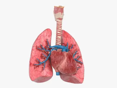 Trachea Lungs Cross Section Heart 