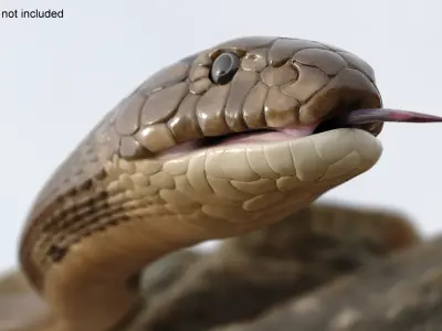  Naja Cobra Snake Crawling Animated Rigged 