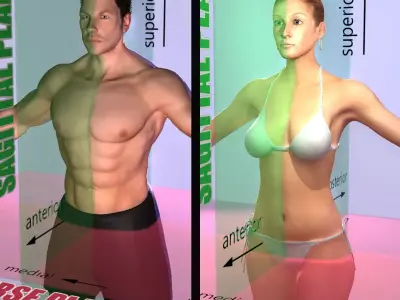 Male and Female Planes of Motion 3D model
