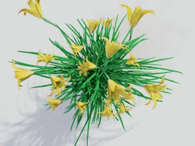 Hemerocallis lilioasphodelus 3D model