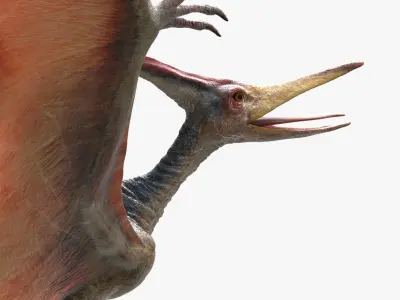  Pteranodon(Rigged)(Animated) 