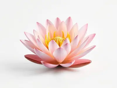 Light Pink Water Lily Detailed Natural Curvature model pack Low-poly 3D model