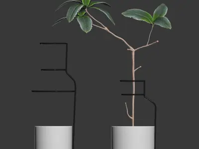 Plant in wire pots 3D model