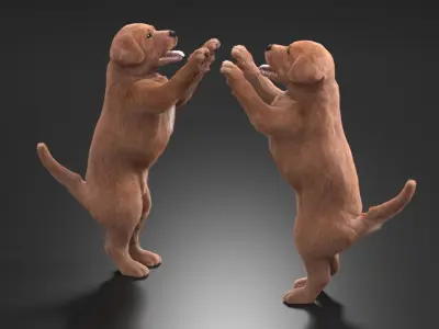  Playful Brown Labrador Puppy Standing Fur for Cinema 4D 