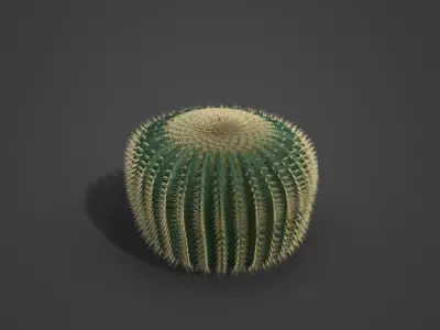 2021 PBR Barrel Cactus Collection - Echinocactus Acanthodes  3D model
