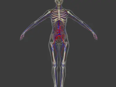 Female Circulatory System Anatomy 3D model