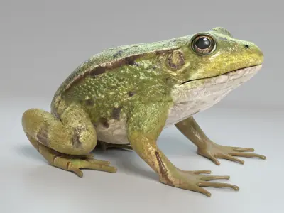  Frog Animated 