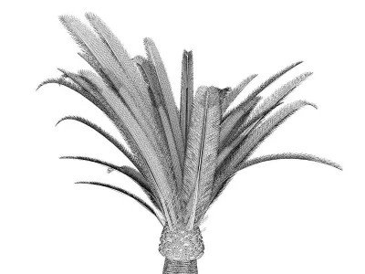 Pineapple Palm 3D model