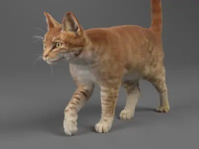  Cat Red Tabby ANIMATED 
