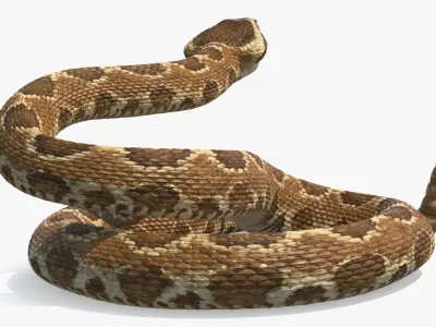  Light Rattlesnake Attack Animated Rigged for Cinema 4D 