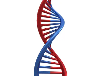 DNA Molecule v1 005 Low-poly 3D model