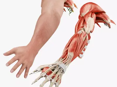 Complete Human Arm Anatomy Low-poly 3D model