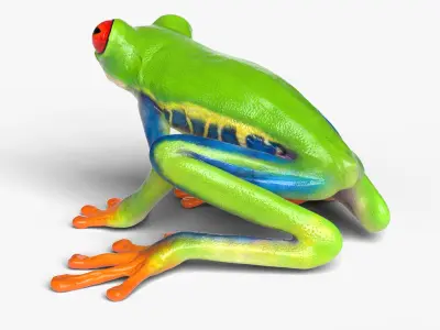  Idle Red Eyed Tree Frog Animated Rigged for Blender 