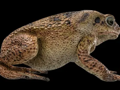  Cane Toad Posed 8K PBR 