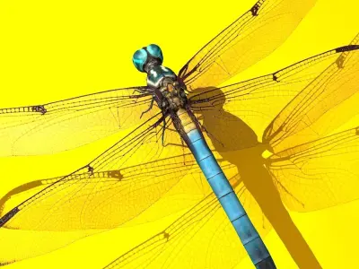 Dragonfly Full Rigged Low-poly 3D model