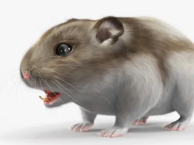  Campbell Dwarf Hamster Brownish Gray Fur Rigged for Cinema 4D 