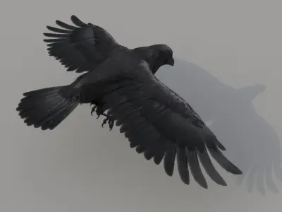  Raven Animated 