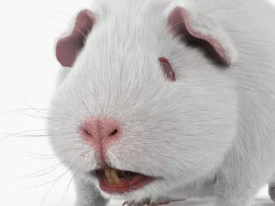  Albino Guinea Pig Red Eyes and Short Hair White Fur 