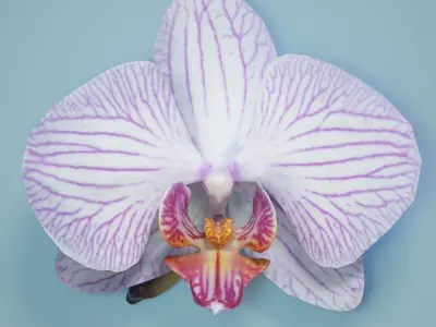 6 Orchids Flowers Low-poly 3D model