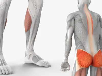  Anatomy Male Muscular System Deadlift 