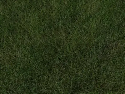 Grasses Set 3D model