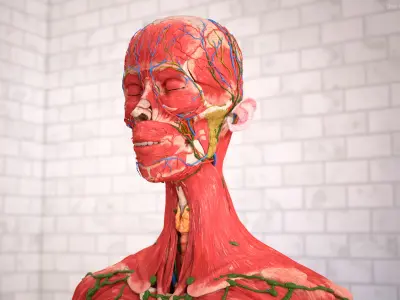  Skin and Complete Anatomy of the Afro Female Head 