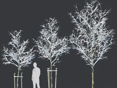 Common oak Nr4 H3-9m Winter Five tree set 3D model