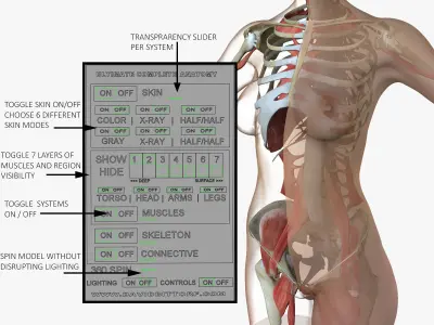 Woman Torso Muscle Anatomy 3D model