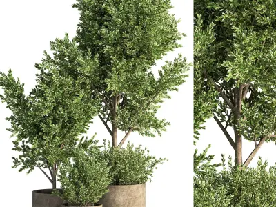 Indoor Plant Set 46 3D model