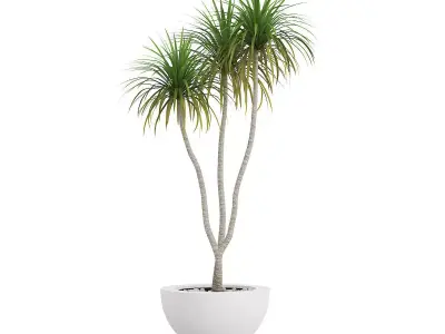 Potted Palm TreePotted Palm Tree 3D model