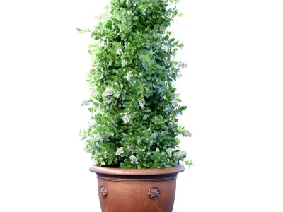 Decorative tall evergreen flowering garden tree bush classic pot 3D model