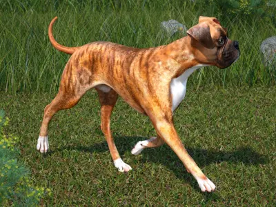  Large Dogs Rigged for Cinema 4D Collection 2 