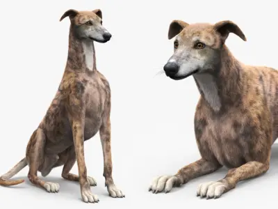  Greyhound Dog Male Brindle Fur Rigged 