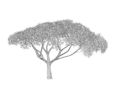 Thorn Tree 3D model