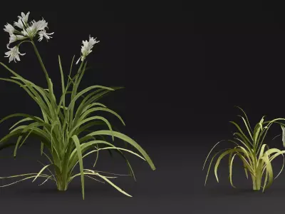 Allium triquetrum 3D model