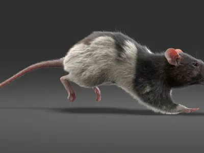  Rat Fur Animated Collection 