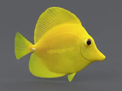  Coral Reef Fish Collection 