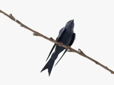 Purple Martin Bird Sitting on Branch 